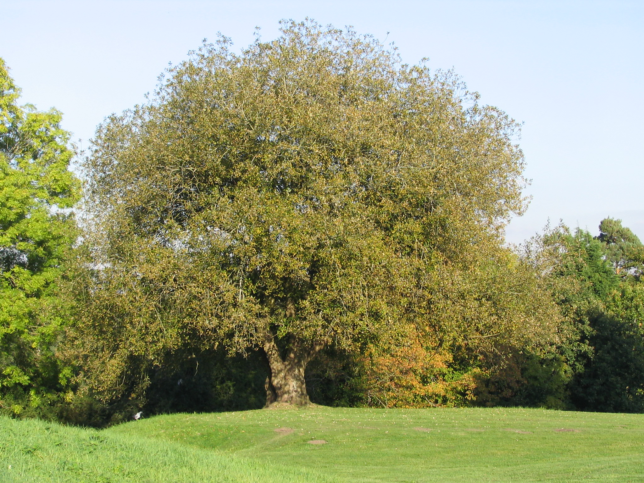 An image of Donnington Castle